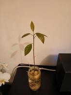 Mooie avocadoplant te koop, Huis en Inrichting, Kamerplanten, Ophalen, Overige soorten, Minder dan 100 cm