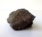 Fossiel pijlstaart inktvis orthoceras bruin Tjechië 3424-m, Ophalen of Verzenden, Fossiel