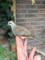 Diamantduif, Dieren en Toebehoren, Vogels | Overige Vogels, Vrouwelijk