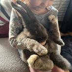 Lieve duitse reus (ram), Mannelijk, Groot