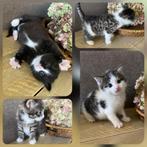Super lieve kittens, Dieren en Toebehoren, Katten en Kittens | Overige Katten, Meerdere dieren, Kortharig, 0 tot 2 jaar