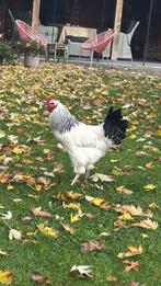 Mooie susex columbia haan, Dieren en Toebehoren, Pluimvee, Mannelijk, Kip