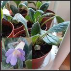 Streptocarpus plantjes, 2, 50 per stuk en 5 vr 10 euro, Ophalen of Verzenden
