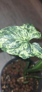 Syngonium motted Mojito, Ophalen of Verzenden, Overige soorten, Minder dan 100 cm