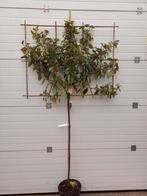 olijfwilg Elaeagnus ebbingei leiboom 120cm stam €99,95, Tuin en Terras, Planten | Bomen, Ophalen, Zomer, Volle zon, Overige soorten