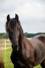 Geweldig lieve,knappe,mensgerichte friese hengst!, Dieren en Toebehoren, Hengst, Dressuurpaard, Gechipt, 0 tot 2 jaar