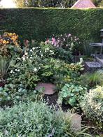 Phlox Tuinplant, Vaste plant, Halfschaduw, Zomer, Ophalen