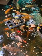 Te koop!! Vissen koi karpers plus fiters, Tuin en Terras, Vijvers, Ophalen of Verzenden, Zo goed als nieuw