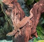 varanus gilleni's, Dieren en Toebehoren, Reptielen en Amfibieën, Overige soorten, Tam, 0 tot 2 jaar