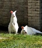 Witte walaby man 2025, Dieren en Toebehoren, Overige Dieren, Februari, Mannelijk