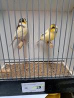 Gloster consort, Dieren en Toebehoren, Meerdere dieren, Postuurkanarie