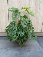 Monstera Adansonii Mint met mospaal, Overige soorten, In pot, Minder dan 100 cm, Groene kamerplant