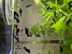Jonge Black molly's en guppies aangeboden., Dieren en Toebehoren, Vis