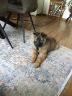 Mechelse herder reu, Dieren en Toebehoren, Honden | Herdershonden en Veedrijvers, Parvo, 8 tot 15 weken, Meerdere dieren, Eén hond