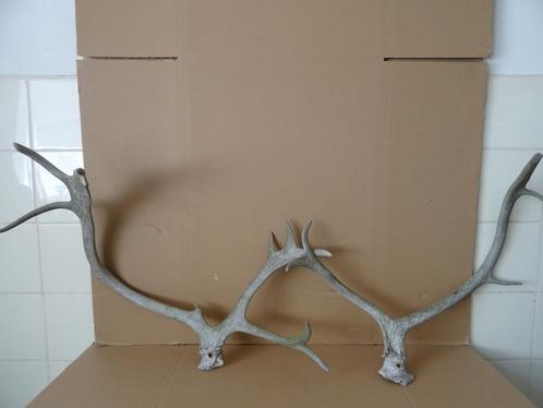Curiosa groot gewei geweien hertengewei gewei hert ree 59cm, Verzamelen, Dierenverzamelingen, Gebruikt, Gewei of Kop, Hert, Ophalen of Verzenden