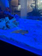 Gele Watchman Goby, Dieren en Toebehoren, Vis