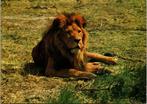Beekse Bergen Safaripark Hilvarenbeek - 6 ansichtkaarten, Verzamelen, Verzenden, 1960 tot 1980, Gelopen, Noord-Brabant