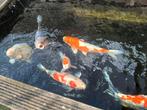 Koi  mooie vis., Tuin en Terras, Vijvers, Ophalen, Zo goed als nieuw