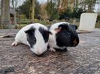 Jonge cavia zeugjes, Dieren en Toebehoren, Knaagdieren, Oktober, Vrouwelijk, Cavia