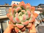 Echeveria pseudo/pot 5cm/vetplant/succulent, Ophalen of Verzenden, Halfschaduw, Minder dan 100 cm