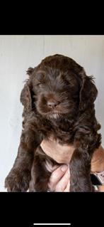 Labradoodle, Dieren en Toebehoren, Rabiës (hondsdolheid), Overige rassen, 8 tot 15 weken, Meerdere dieren