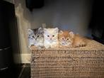 Langharige Kittens te Koop, Dieren en Toebehoren, Katten en Kittens | Raskatten | Langhaar, Meerdere dieren, Gechipt, 0 tot 2 jaar