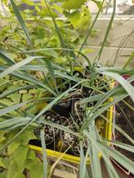 Palmlelie Yucca Rostrata, Ophalen, Zomer, Overige soorten, Volle zon