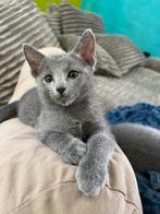 BLAUW RUS KITTENS  met  STAMBOOM, Dieren en Toebehoren, Katten en Kittens | Raskatten | Korthaar, Kater, Gechipt