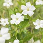 VINCA Minor Alba, Bodembedekker ( NU PLanttijd)  4 voor 5,00, Ophalen, Bodembedekkers, Halfschaduw