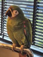 Coco en Indy, Dieren en Toebehoren, Vogels | Parkieten en Papegaaien, Meerdere dieren, Papegaai
