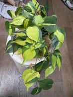 Philodendron scandens brazil stekken, Huis en Inrichting, Kamerplanten, Ophalen of Verzenden, Halfschaduw, Minder dan 100 cm