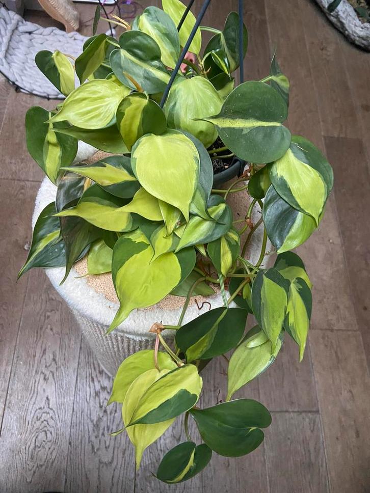 Philodendron scandens brazil stekken, Huis en Inrichting, Kamerplanten, Minder dan 100 cm, Halfschaduw, Ophalen of Verzenden