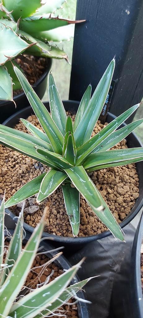 Victoriae Reginae 'Golden Spike', Tuin en Terras, Planten | Tuinplanten, Overige soorten, Volle zon, Zomer, Ophalen of Verzenden