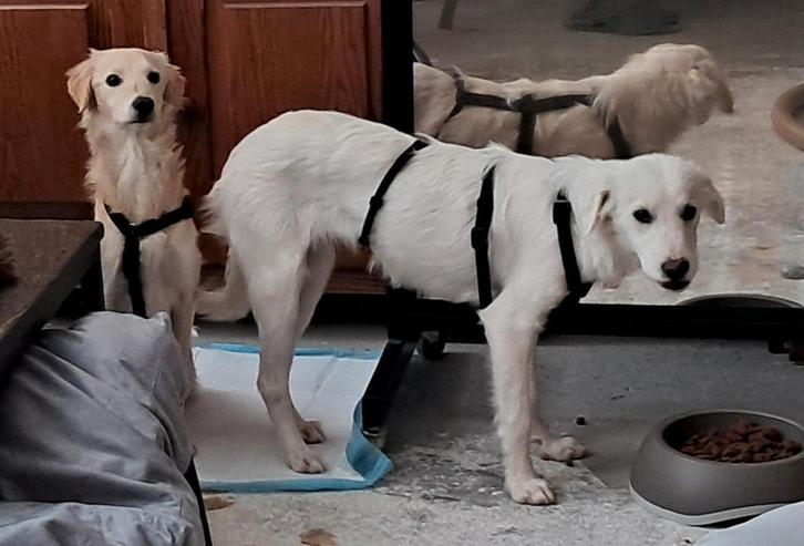 De 2 zusjes zijn in Nederland, Dieren en Toebehoren, Honden | Niet-rashonden, Middel, Teef, Particulier, Meerdere, Buitenland