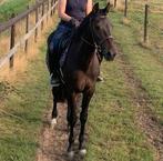 Lieve en brave E pony, Dieren en Toebehoren, Pony's, E pony (1.48m - 1.57m), B, Ruin, 7 tot 10 jaar