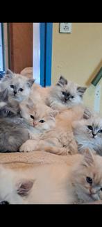 Prachtige Maine coon Kittens, Meerdere dieren, Ontwormd, 0 tot 2 jaar
