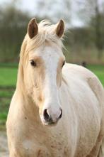 Palomino sprookjespaard, E pony, knuffel paard, Dieren en Toebehoren, Paarden, Recreatiepaard, Gechipt, Minder dan 160 cm, Ruin