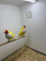 Gouldamadine, Meerdere dieren, Geringd