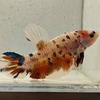 Betta splendens man 42, Dieren en Toebehoren, Vissen | Aquariumvissen, Vis