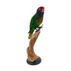 Te koop! Kleurrijke opgezette strepenlori!, Verzamelen, Dierenverzamelingen, Ophalen of Verzenden, Nieuw, Vogel, Opgezet dier