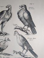 Oude Prent Roofvogels, Verzamelen, Foto's en Prenten, Verzenden, 1960 tot 1980, Gebruikt