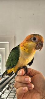 Hele mooie tamme roestkop caique, Dieren en Toebehoren, Geslacht onbekend, Papegaai