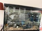 Aquarium superfish te koop, Dieren en Toebehoren, Ophalen, Zo goed als nieuw, Gevuld zoetwateraquarium