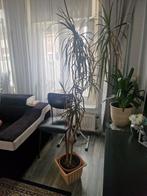 Gratis mooie grote plant., Huis en Inrichting, Kamerplanten, Ophalen, Overige soorten, Minder dan 100 cm