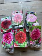 Dahlia knollen XXL, Ophalen, Voorjaar, Volle zon, Knol