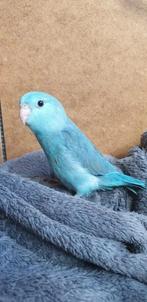 Gezocht!! Blauwe forpus, Dieren en Toebehoren, Vogels | Parkieten en Papegaaien, Parkiet, Tam