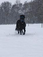 Leuke bijrijdpony voor kinderen aangeboden, Dieren en Toebehoren, Paarden en Pony's | Overige Paardenspullen, Ophalen, Nieuw