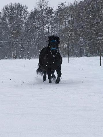 Leuke bijrijdpony voor kinderen aangeboden beschikbaar voor biedingen