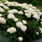 Hortensia Annabelle, Tuin en Terras, Ophalen, Overige soorten, Halfschaduw