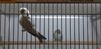 XXL BARMSIJS ROSTRATA, Meerdere dieren, Wildzangvogel, Geringd